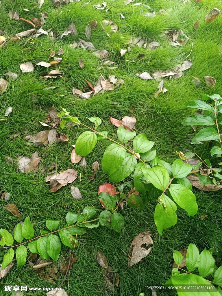 草地落叶与绿植景象