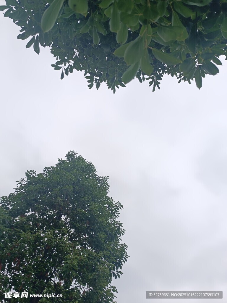 仰视绿树与天空景致