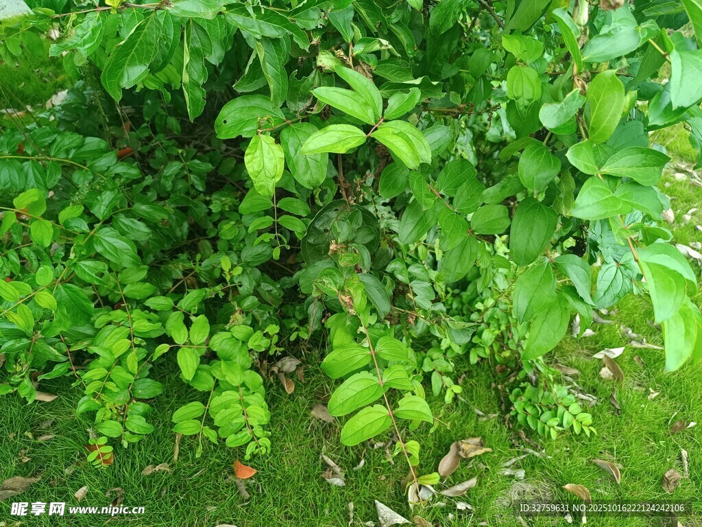 翠绿繁茂的植物景象