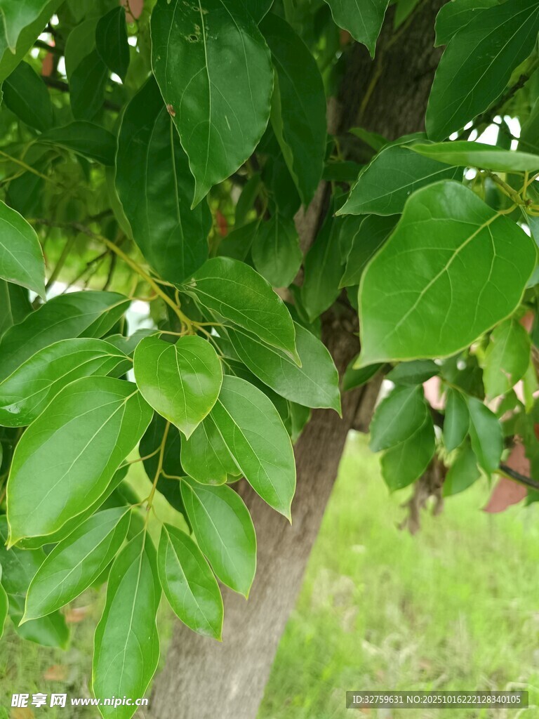 绿叶繁茂的树