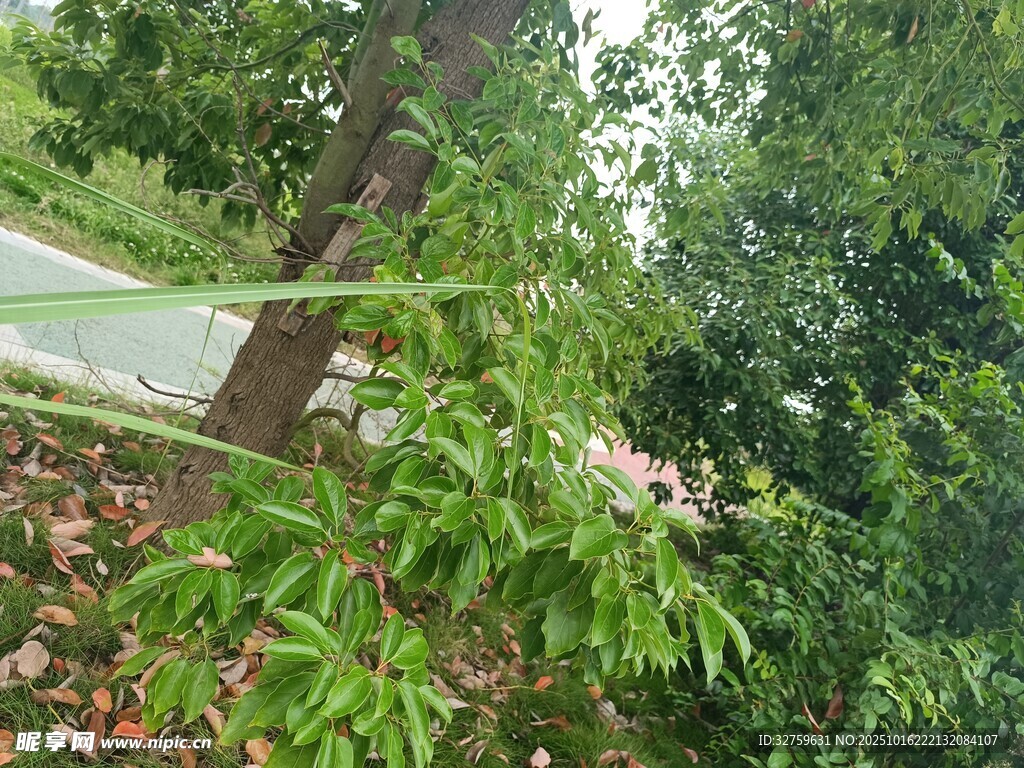路边绿植特写