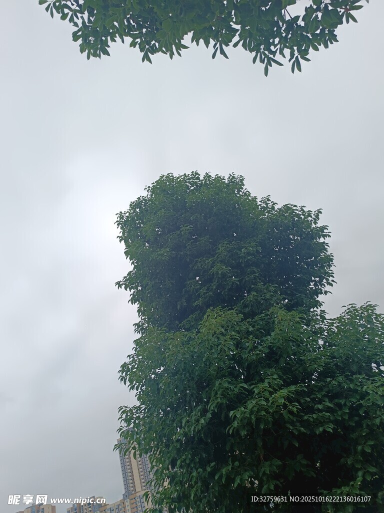 高耸绿树与朦胧天空