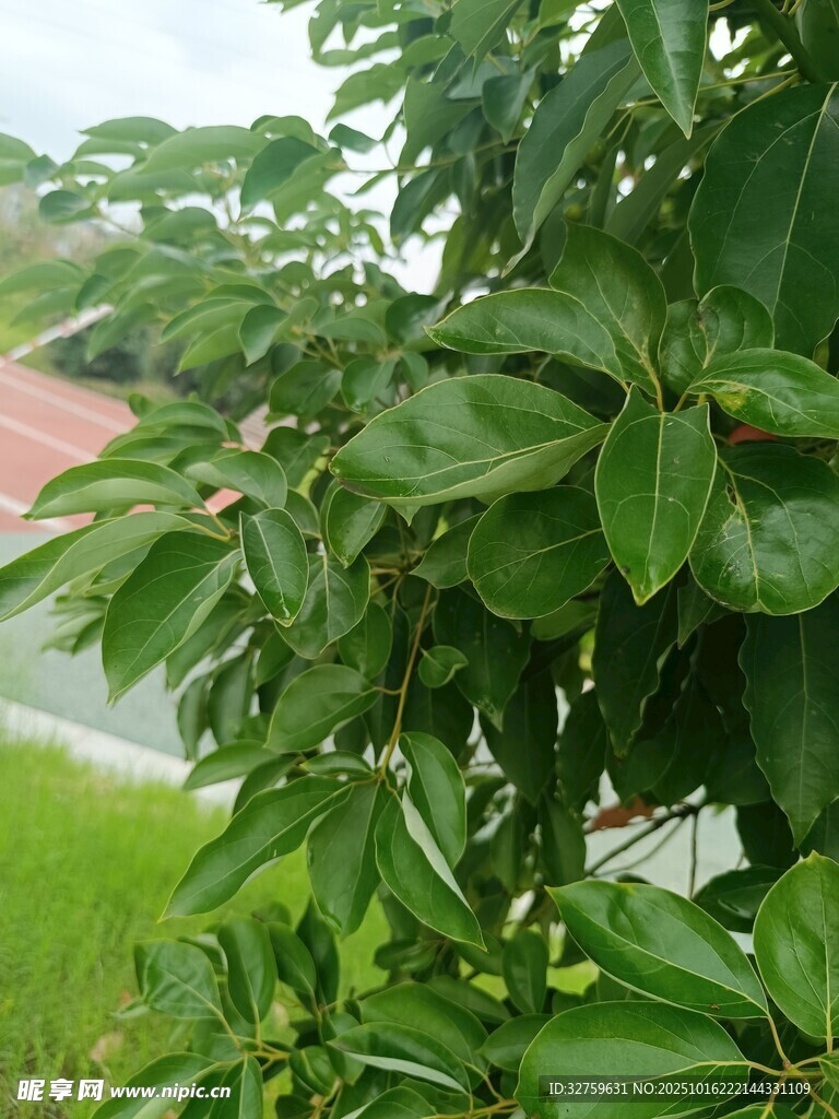 翠绿繁茂的枝叶