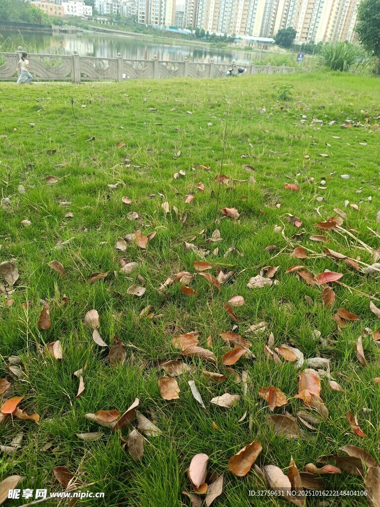 草地落叶景观