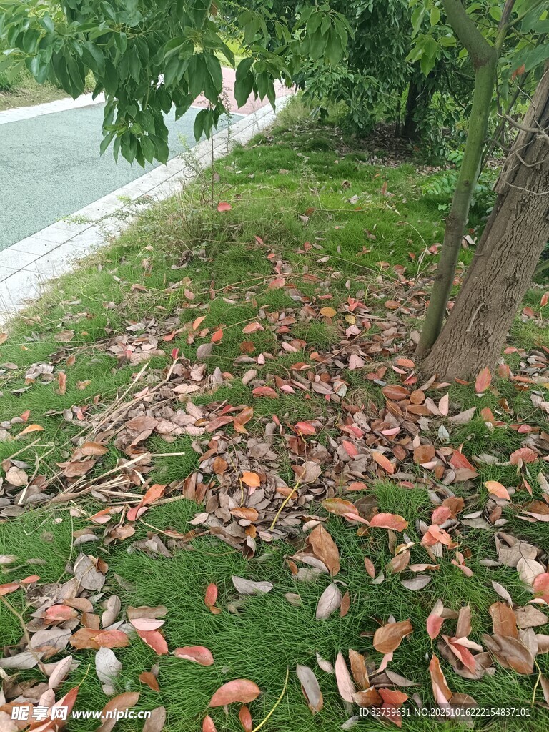树下落叶铺就秋日景致