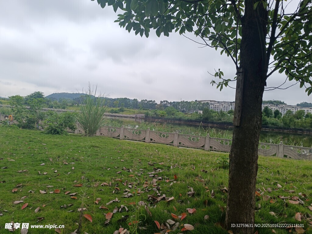 郊外草地旁的树木风景