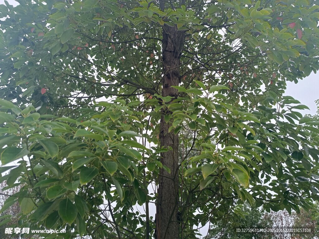 高大葱郁的树木