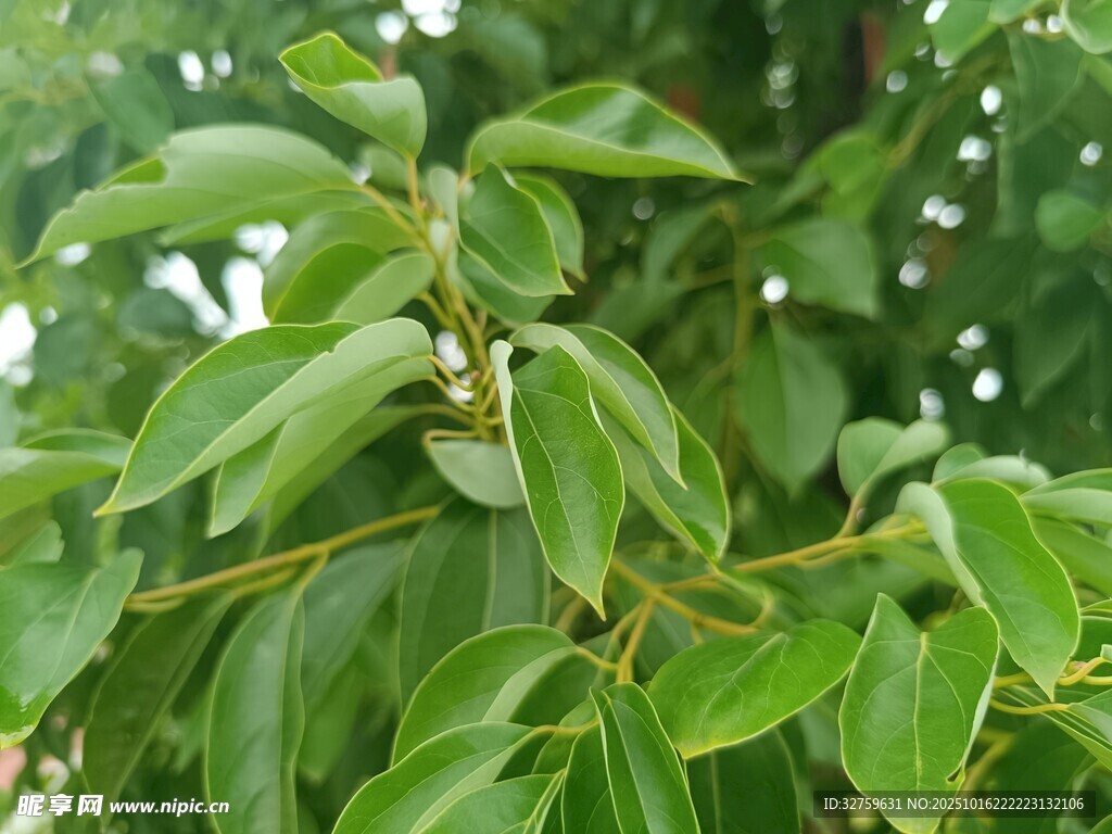 翠绿枝叶特写