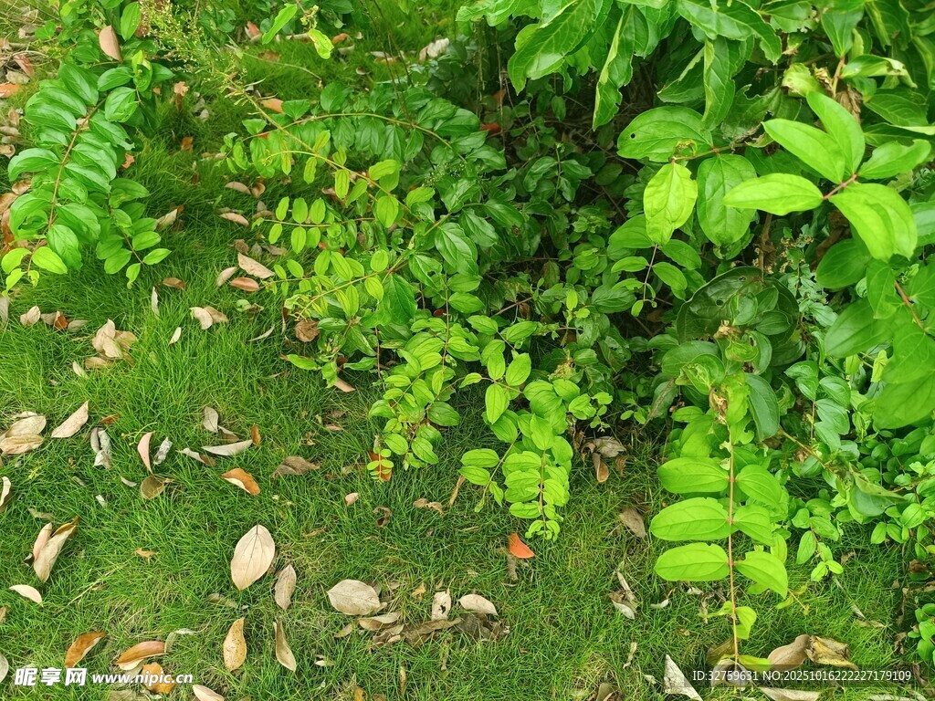 绿意盎然的草地植物景观
