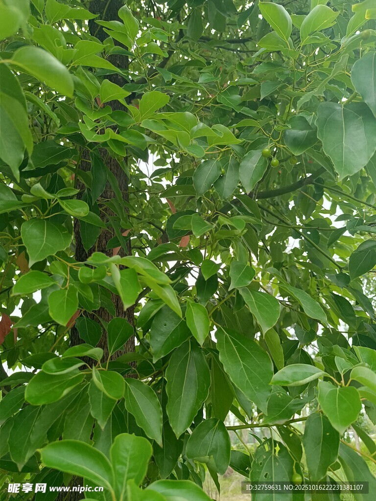 繁茂绿叶间的生机景象