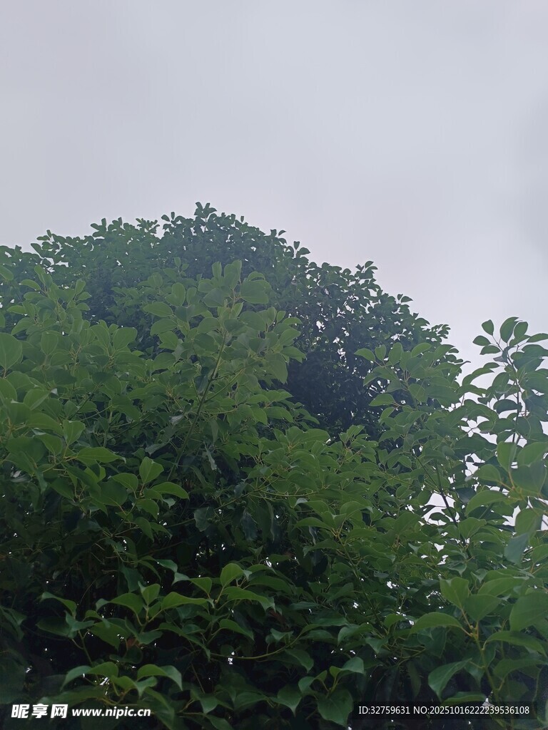 茂密绿树与阴沉天空