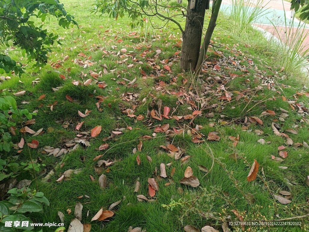树下落叶铺就的自然景致