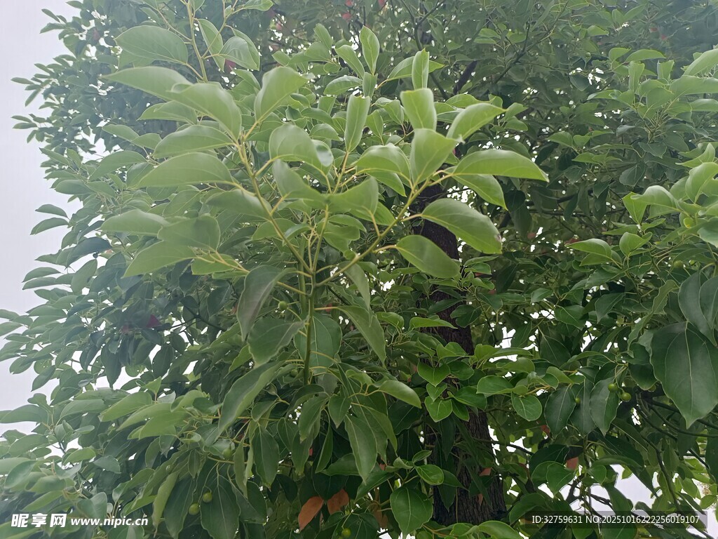 绿叶繁茂的树木