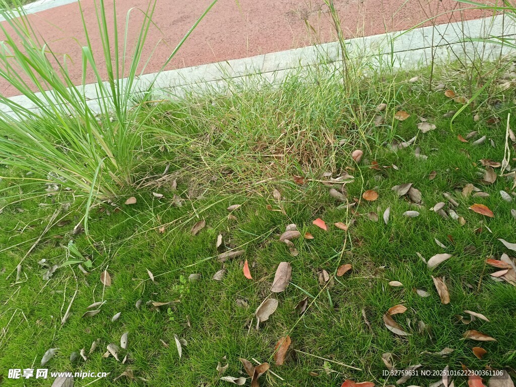 路边草地与散落枯叶