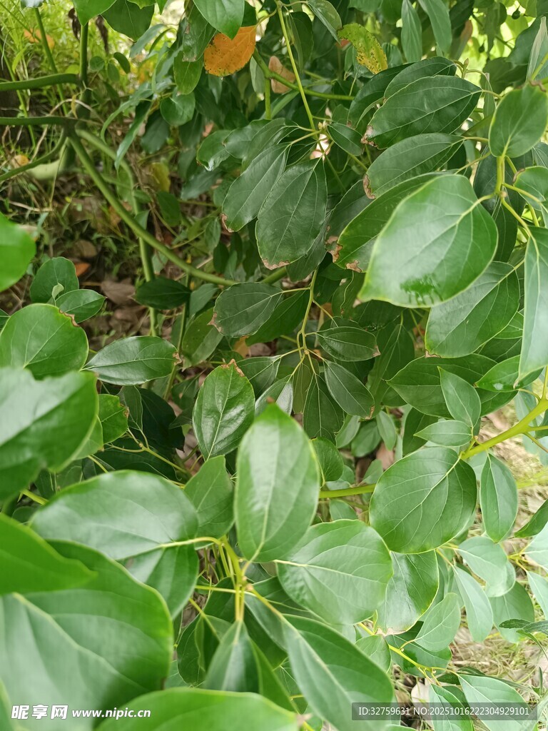 绿叶间的生机景象