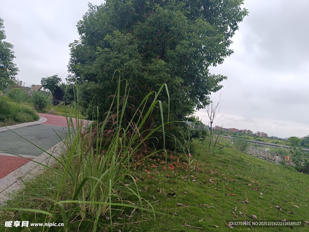 路边绿植景观