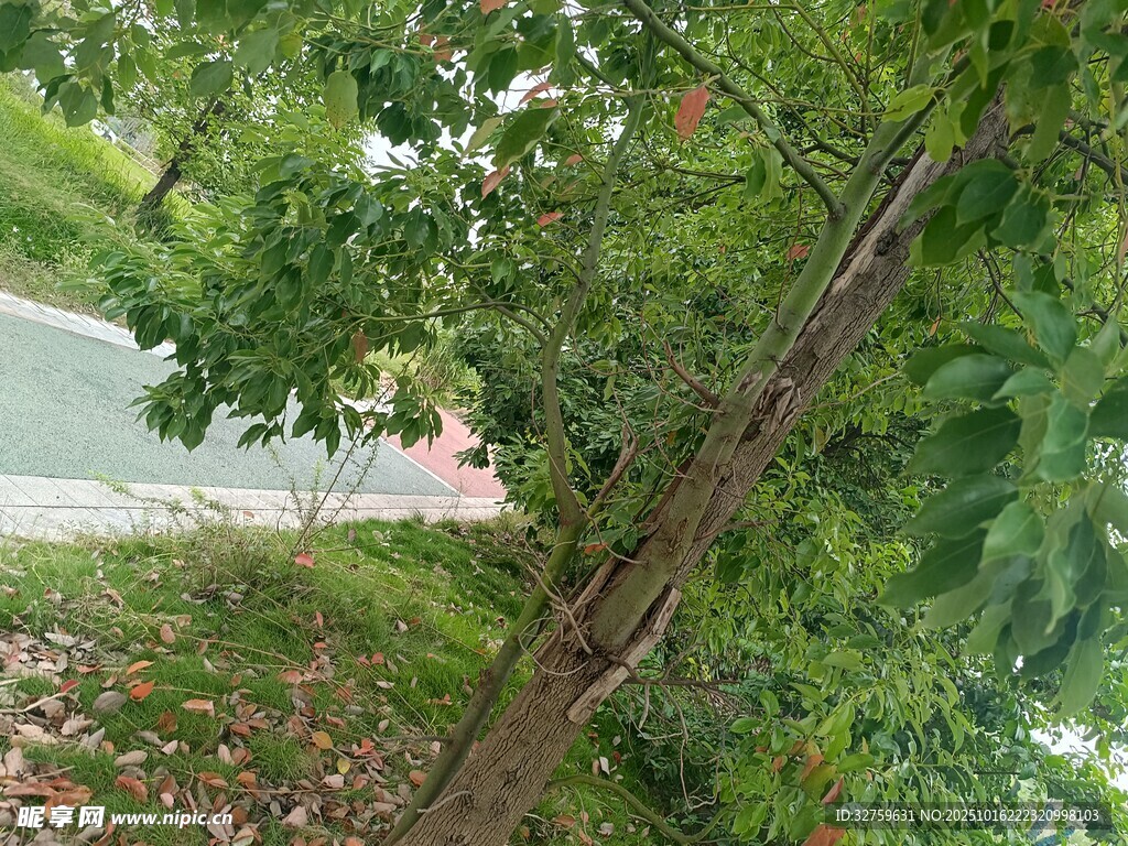 路边繁茂绿植景象