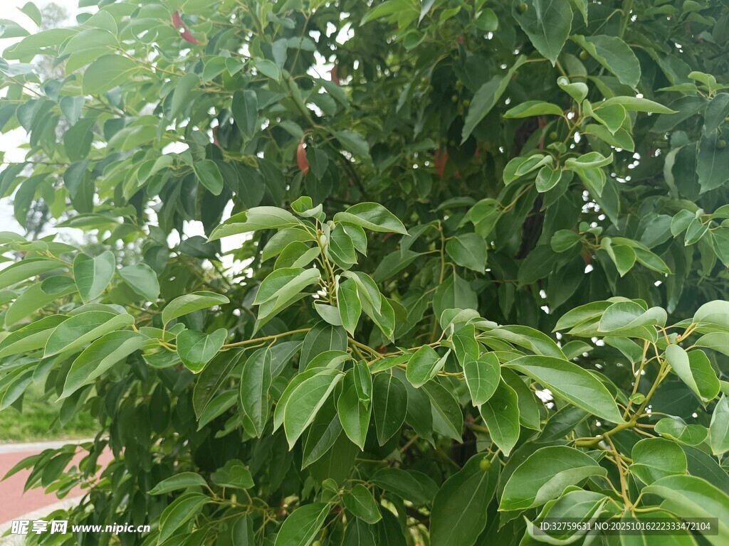 绿叶繁茂的树木