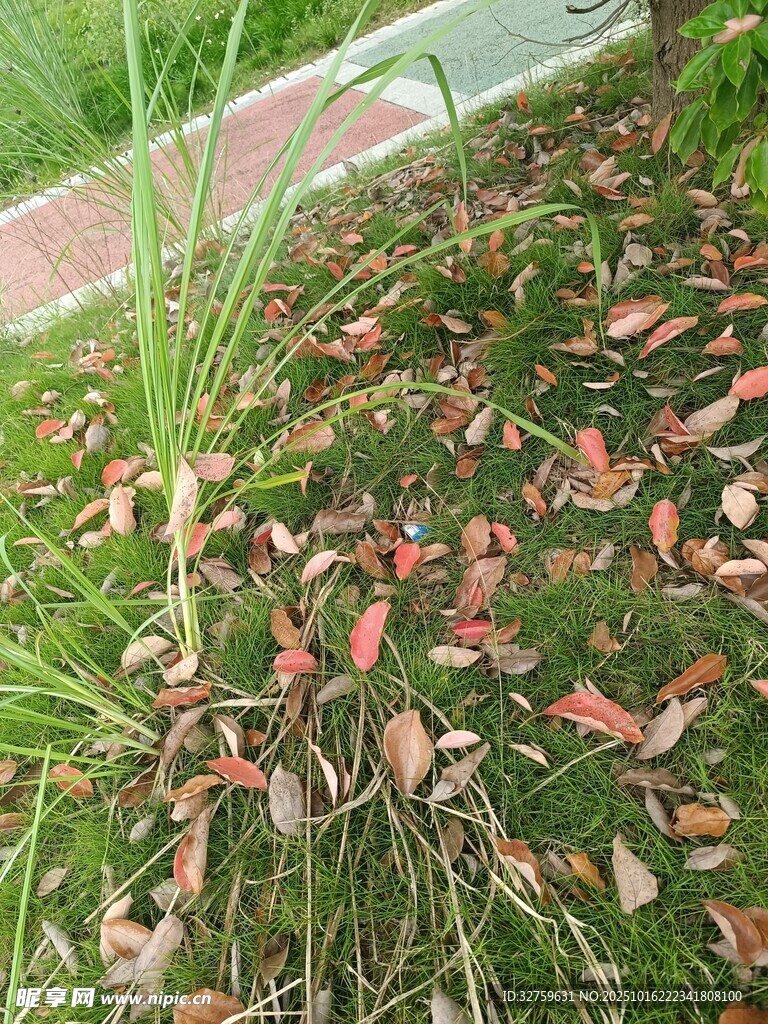 地面散落的枯叶与绿草