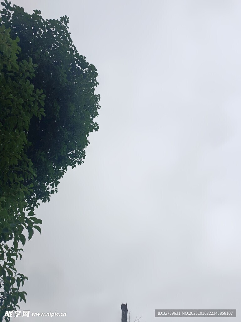 仰视绿树与阴沉天空