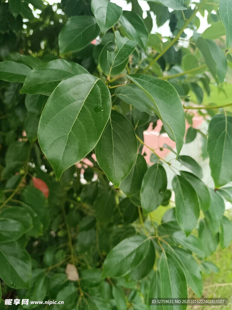 绿叶间绽放的粉嫩花朵