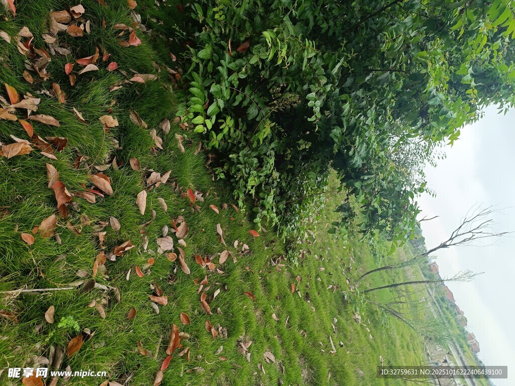 草地旁的繁茂绿植与红叶