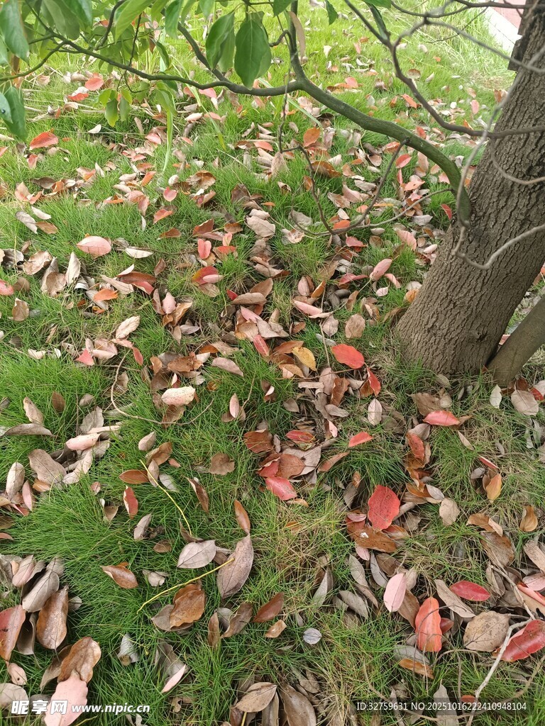 树下落叶缤纷的自然景象