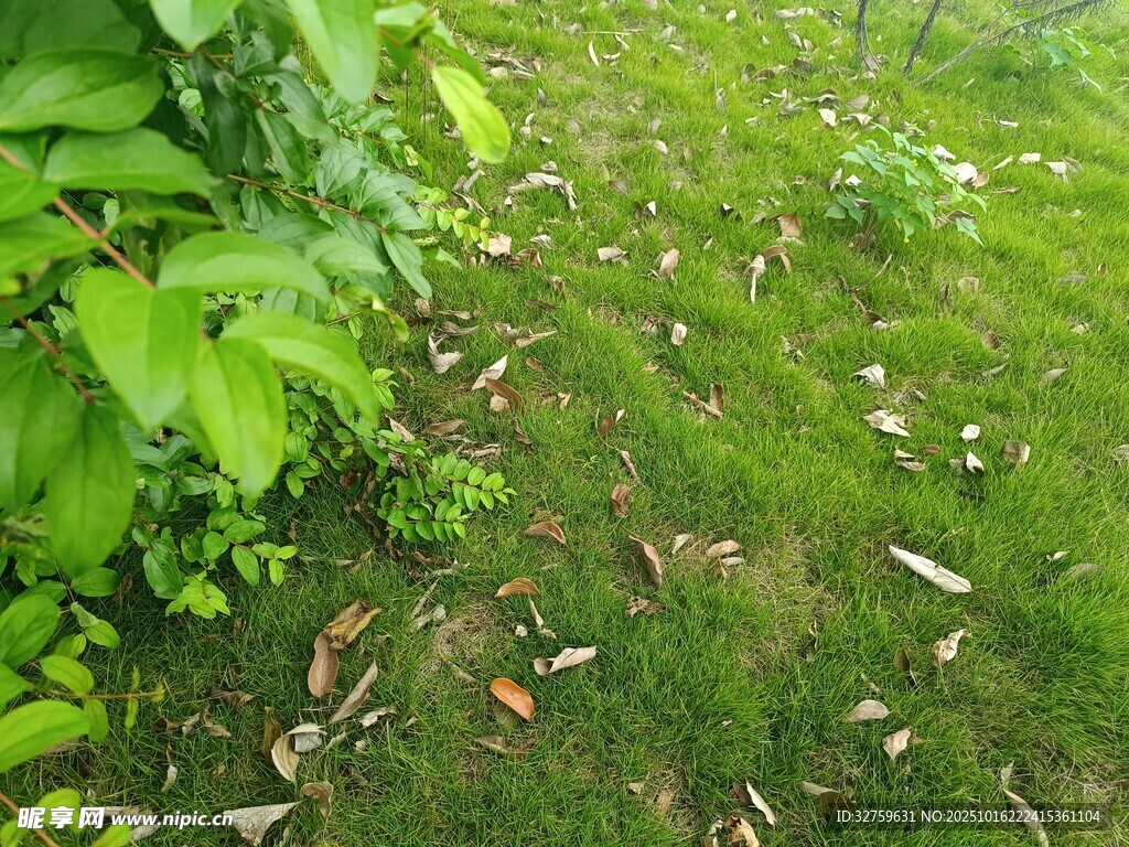 绿意盎然的草地与植物