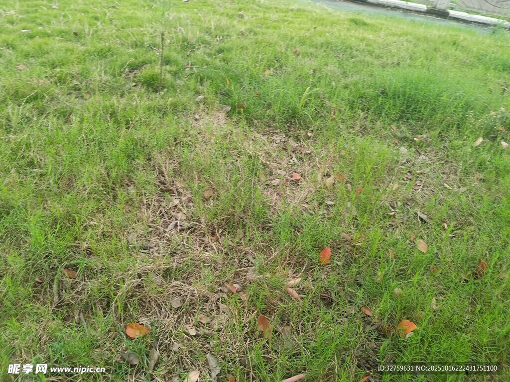 草地局部景象