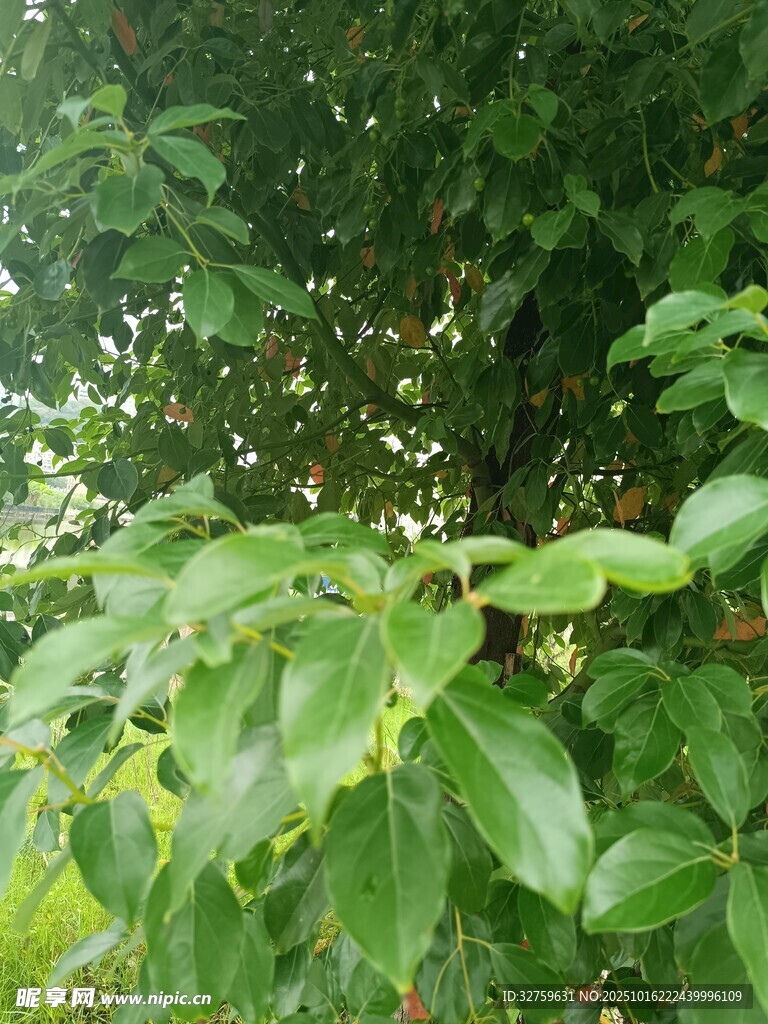 绿叶繁茂的生机景象
