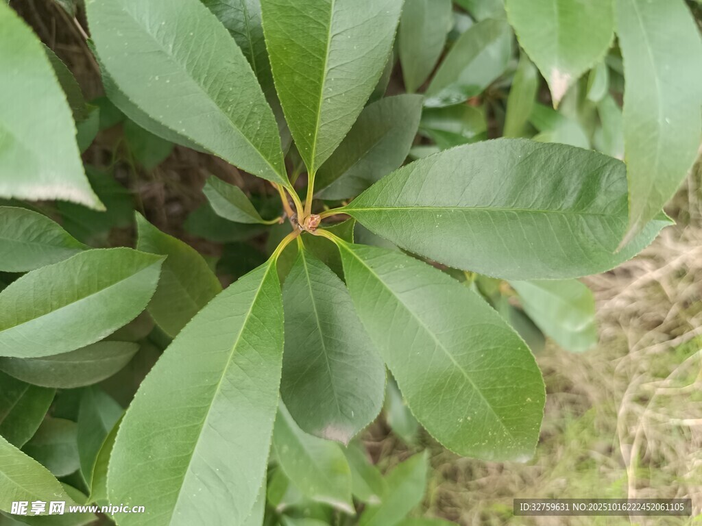 绿叶植物特写