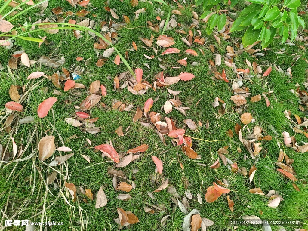 落叶铺地的自然景致