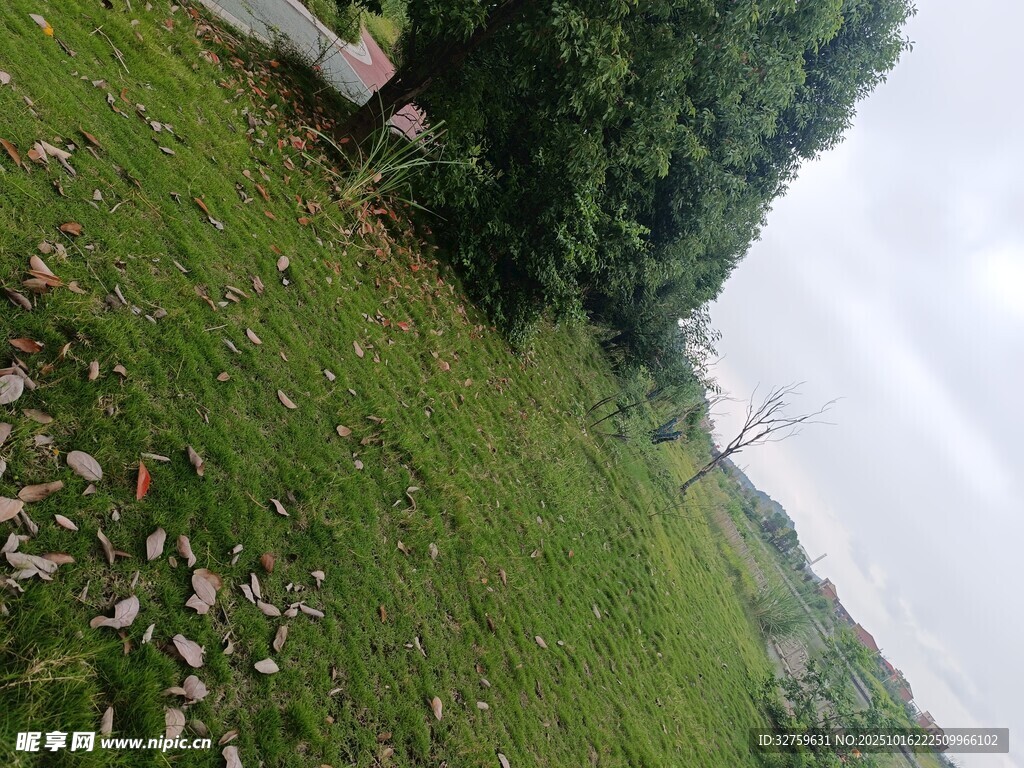 户外草地与树木景观