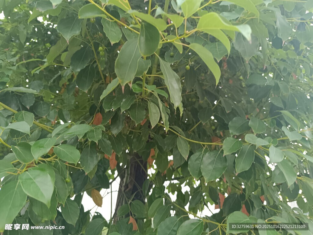 绿叶繁茂的树木