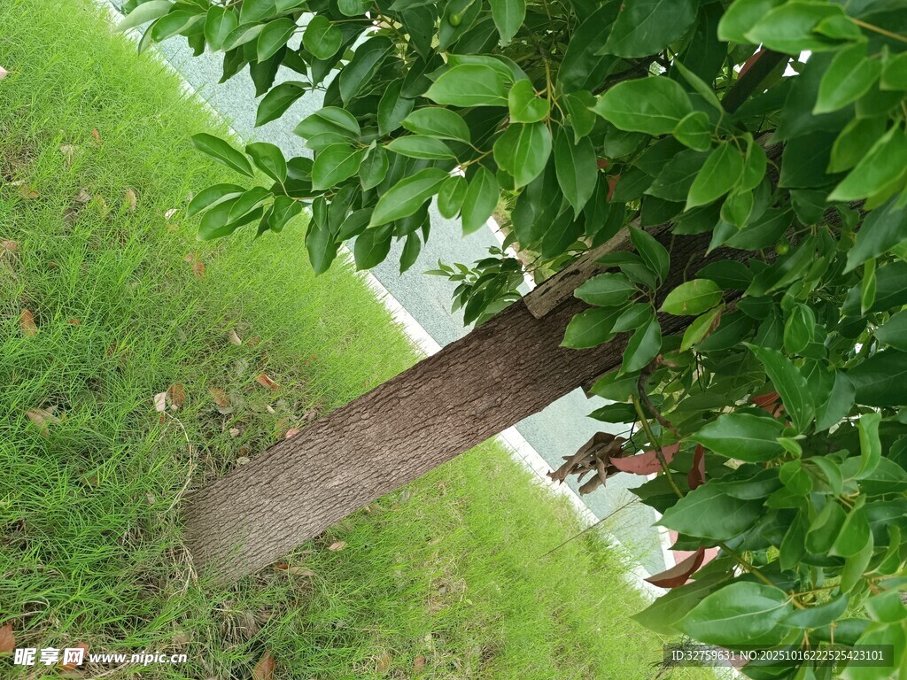绿树草地间的树干景象