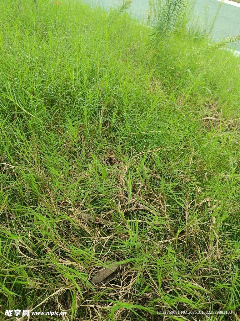 翠绿草地近景