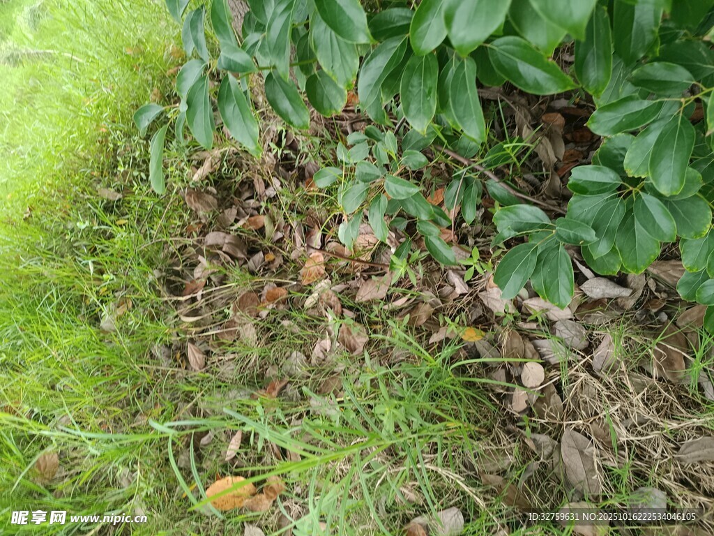 草地边的落叶与绿植