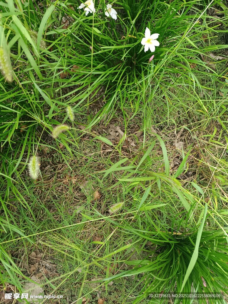 草丛中的白色小花