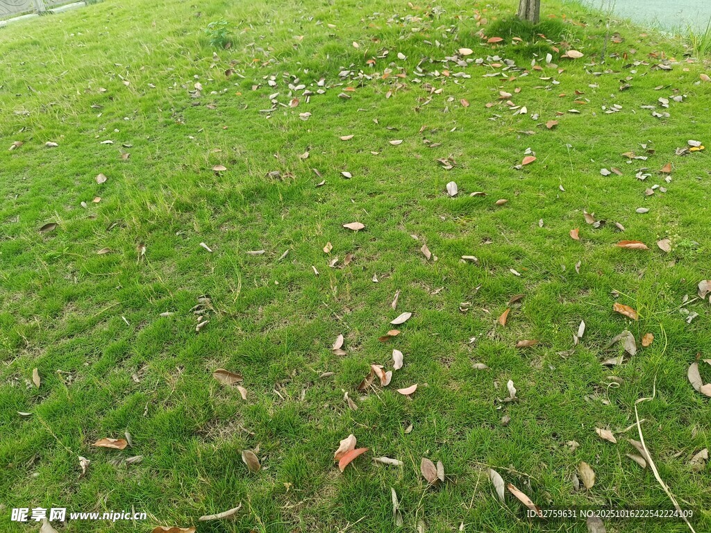 翠绿草地散落枯叶