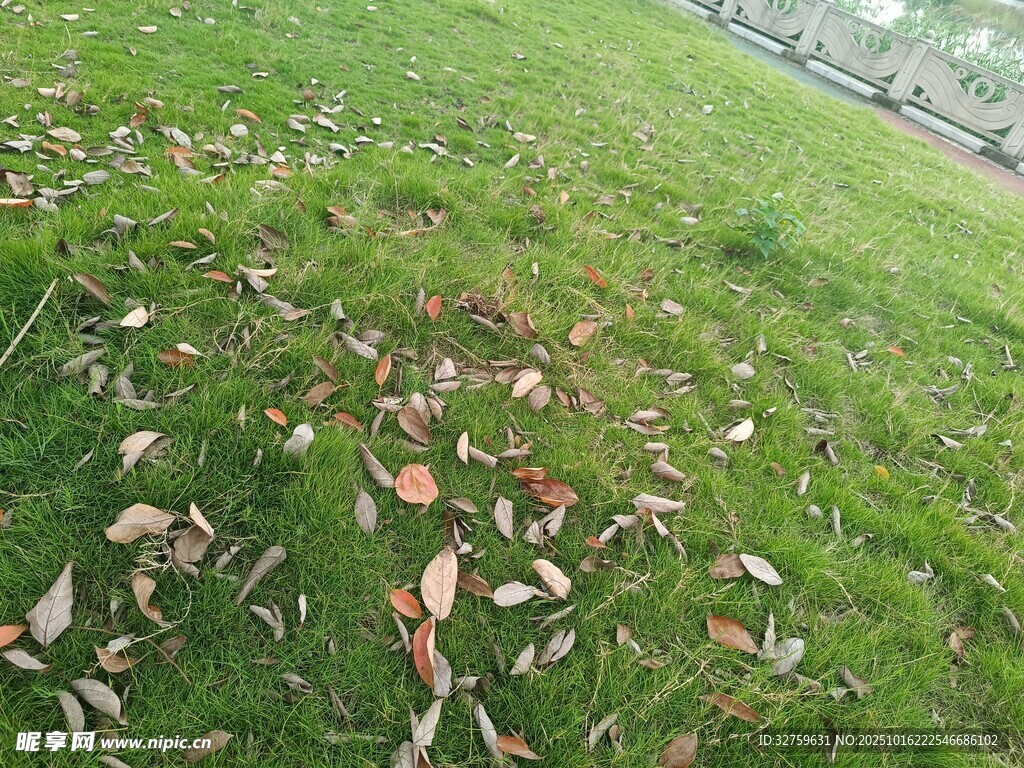 草地上散落的枯黄树叶