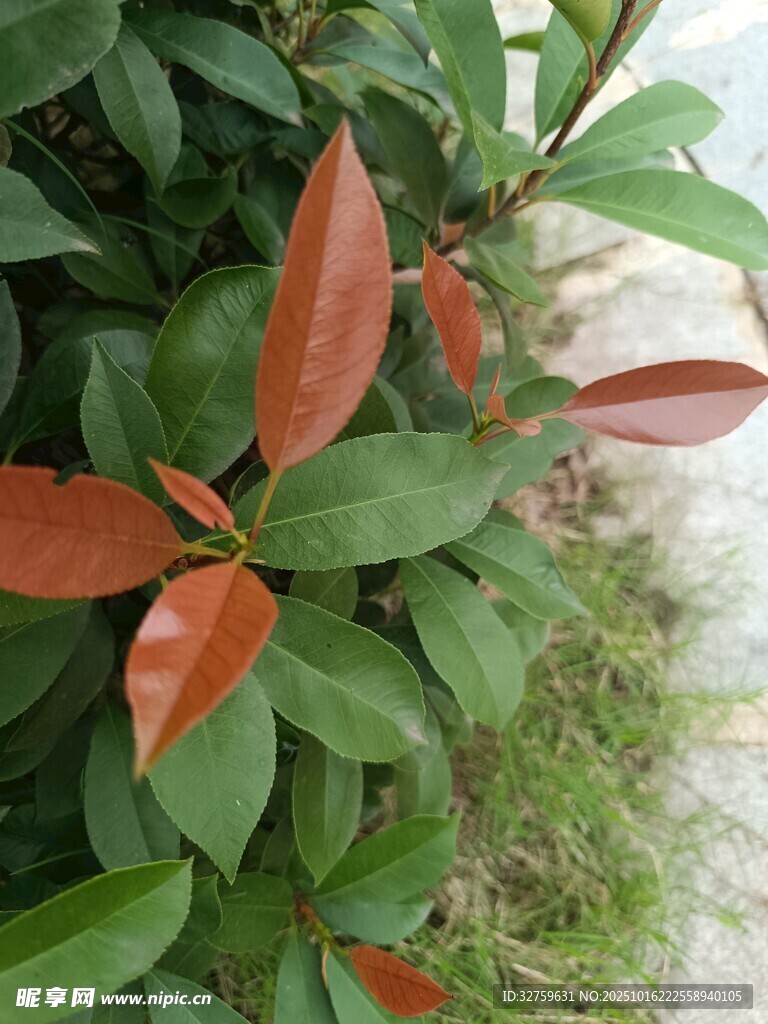 红叶绿叶交织的植物景观