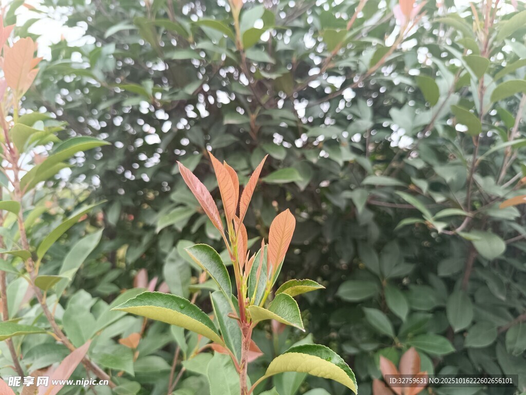 绿叶间的红嫩枝叶
