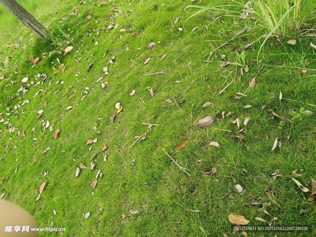 翠绿草地散落枯叶
