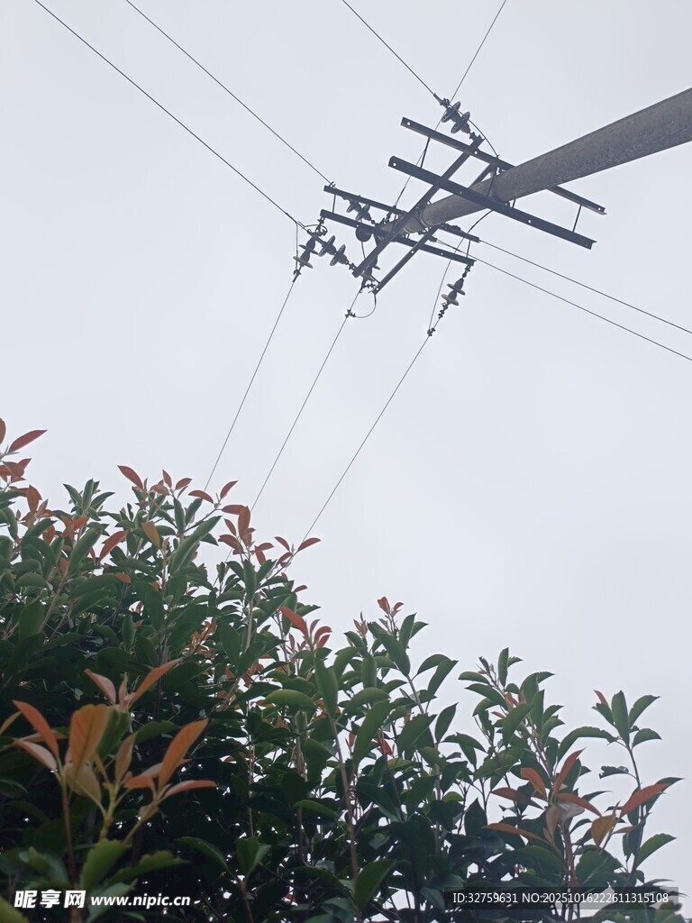 电线杆与绿植景象
