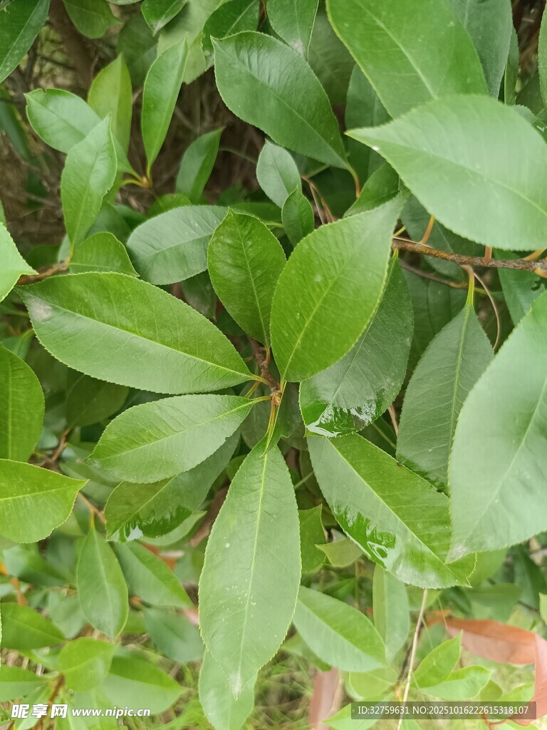 绿叶丛生的植物景观