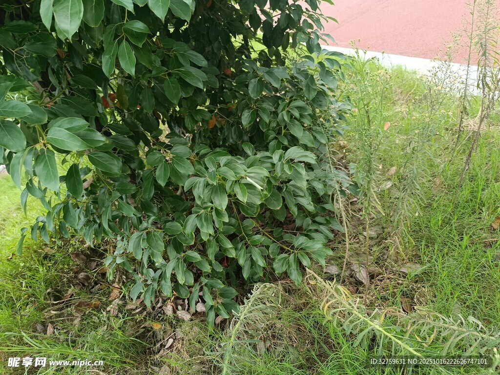 绿叶繁茂的植物