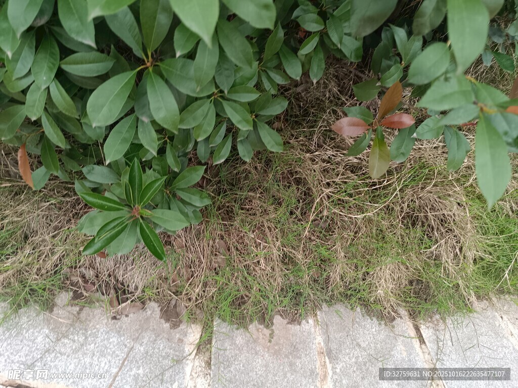 路边绿植与地面景象