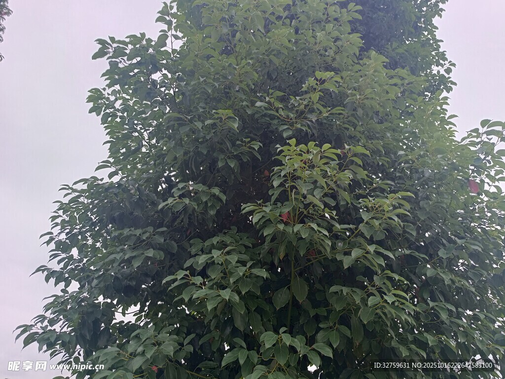 高大葱郁的树木