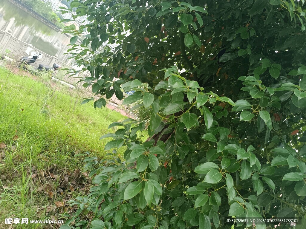绿叶繁茂的户外自然景象