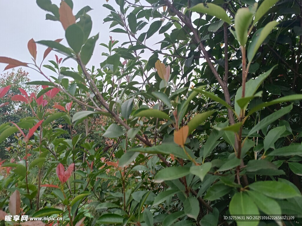 绿叶红梢的繁茂植物